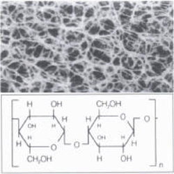 �����w�S��Ĥ